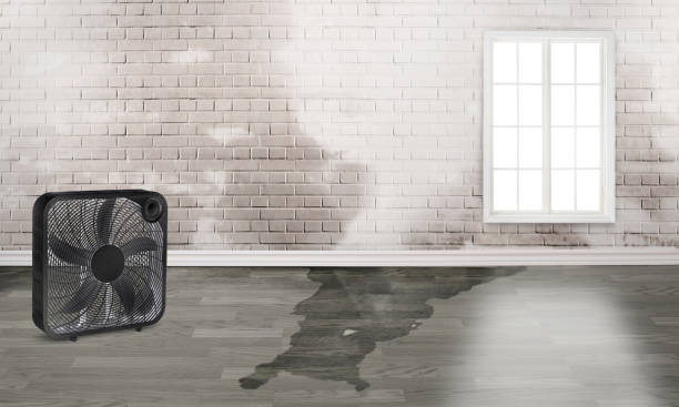 Best Basement water damage restoration  in East Canton, OH
